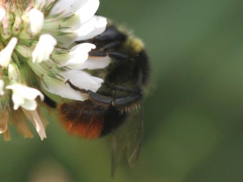 Bombus lapidarius